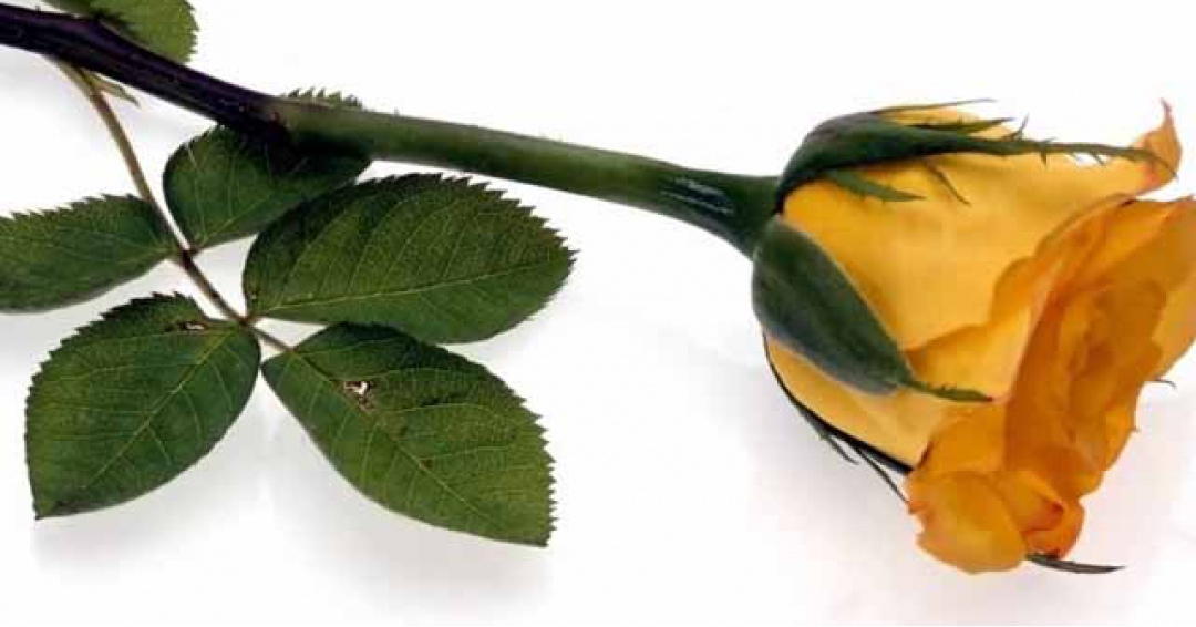 سفر و سوغاتی آن سفر و سوغاتی آن